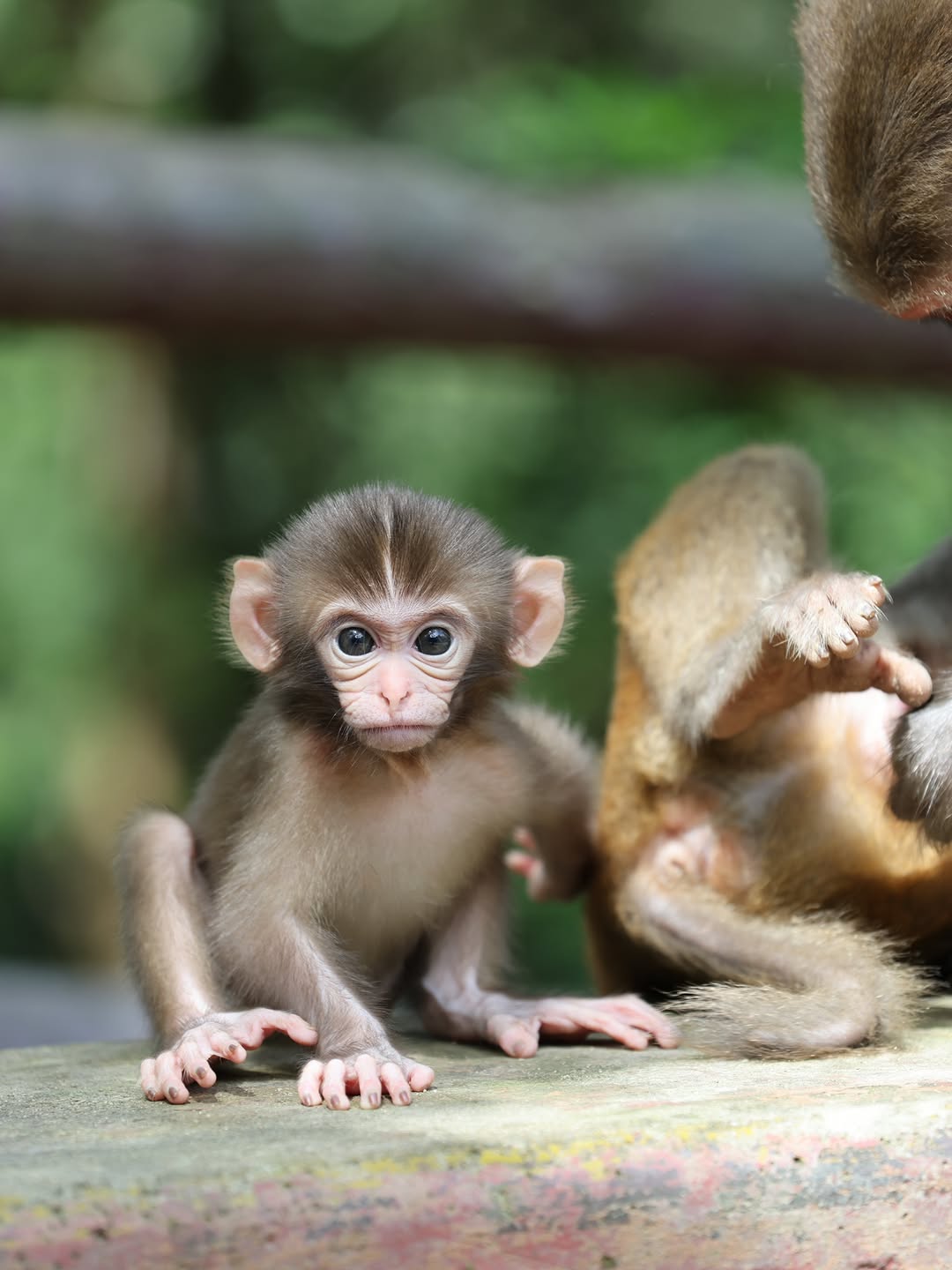 Eddie Macaque